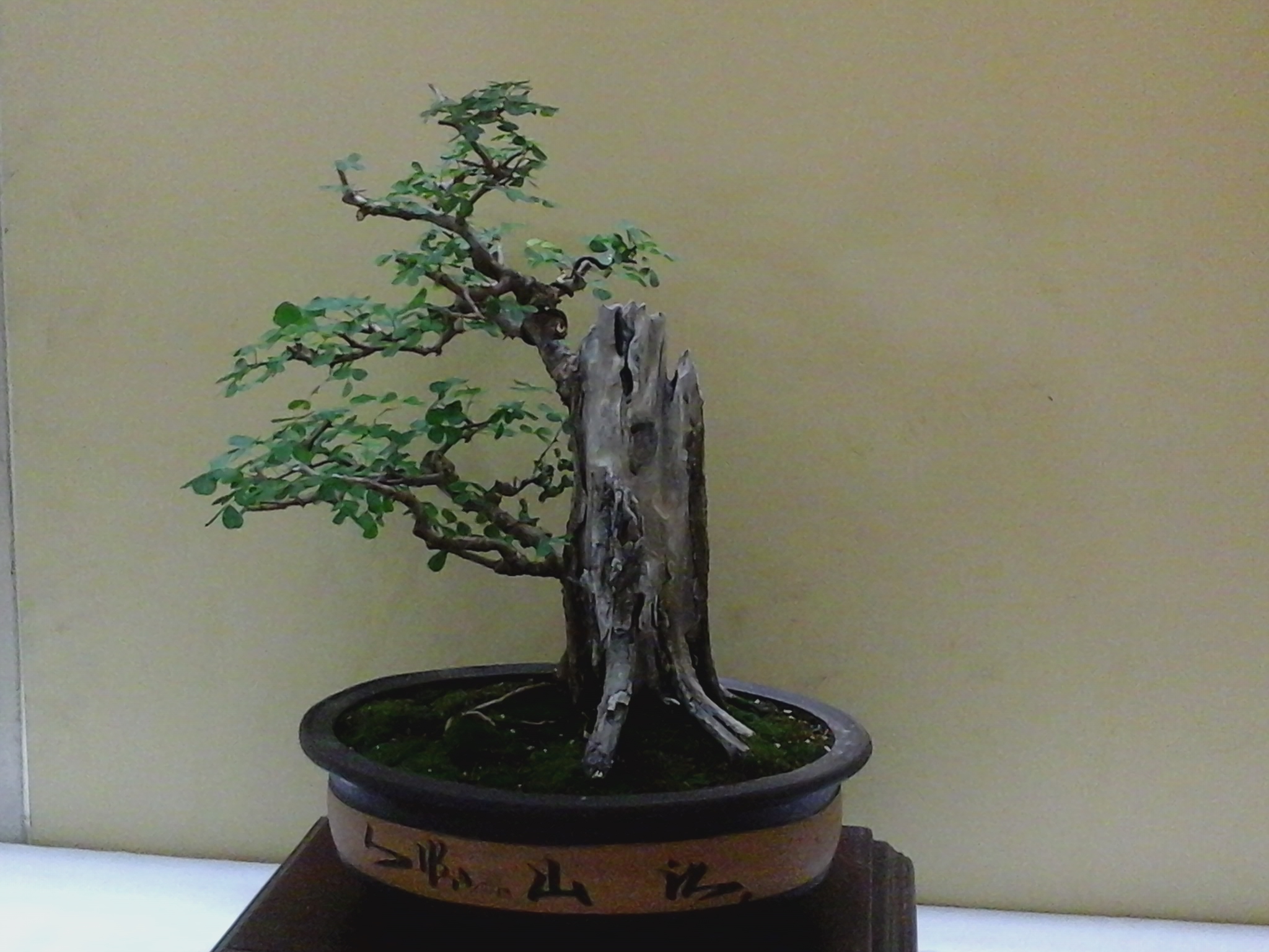 Image 5